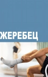 Жеребец